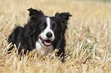 BORDER COLLIE 114